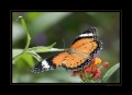 Schmetterling Schmetterling