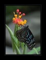 Schmetterling Schmetterling