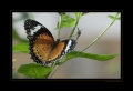 Schmetterling Schmetterling