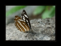 Schmetterling Schmetterling