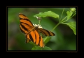 Schmetterling Schmetterling