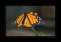 Schmetterling Schmetterling