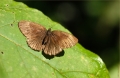 Schmetterling in Kenia Schmetterling in Kenia