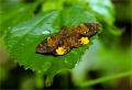 Schmetterling in Kenia Schmetterling in Kenia