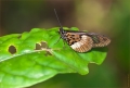Schmetterling in Kenia Schmetterling in Kenia