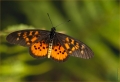 Schmetterling in Kenia Schmetterling in Kenia