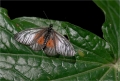 schmetterling in Kenia schmetterling in Kenia