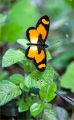 Schmetterling in Kenia Schmetterling in Kenia