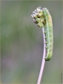 Raupe Raupe