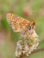 Goldener Scheckenfalter Goldener Scheckenfalter