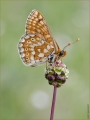 Gloldener Scheckenfalter Gloldener Scheckenfalter