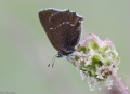 Brombeerzipfelfalter Brombeerzipfelfalter
