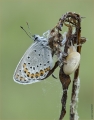 Schnecke mit Bläuling Schnecke mit Bläuling