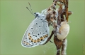 Schnecke, Bläuling Schnecke, Bläuling