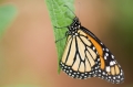 Monarch Monarch