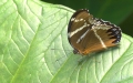 Gewöhnliche Eierfliege Gewöhnliche Eierfliege