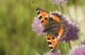 Einheimischer Schmetterling Einheimischer Schmetterling