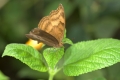 Schmetterling im Papilliorama Kerzers Schmetterling im Papilliorama Kerzers