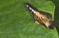Schmetterling im Papilliorama Kerzers Schmetterling im Papilliorama Kerzers
