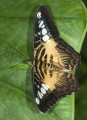 Schmetterling im Papilliorama Kerzers Schmetterling im Papilliorama Kerzers