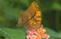 Schmetterling im Papilliorama Kerzers Schmetterling im Papilliorama Kerzers