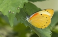 Schmetterling im Papilliorama Kerzers Schmetterling im Papilliorama Kerzers