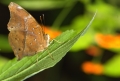 Schmetterling im Papilliorama Kerzers Schmetterling im Papilliorama Kerzers