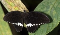 Schmetterling im Papilliorama Kerzers Schmetterling im Papilliorama Kerzers