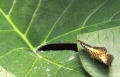 Schmetterling im Papilliorama Kerzers Schmetterling im Papilliorama Kerzers