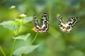 Schmetterling im Papilliorama Kerzers Schmetterling im Papilliorama Kerzers