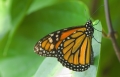 Schmetterling im Papilliorama Kerzers Schmetterling im Papilliorama Kerzers