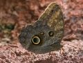 Schmetterling im Papilliorama Kerzers Schmetterling im Papilliorama Kerzers