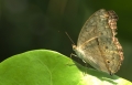 Schmetterling im Papilliorama Kerzers Schmetterling im Papilliorama Kerzers