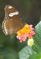 Schmetterling im Papilliorama Kerzers Schmetterling im Papilliorama Kerzers