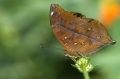 Schmetterling im Papilliorama Kerzers Schmetterling im Papilliorama Kerzers