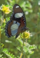 Schmetterlinge und nochmals Schmetterlinge Schmetterlinge und nochmals Schmetterlinge
