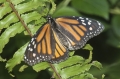 Monarch Monarch