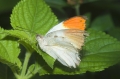 Aurorafalter Aurorafalter