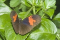 Schmetterling Schmetterling