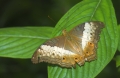Schmetterling Schmetterling