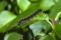 Schmetterlingsraupe Schmetterlingsraupe