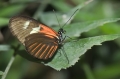 Schmetterling Schmetterling