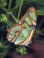 Monarch Monarch