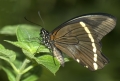 Schmetterling Schmetterling
