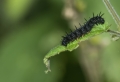 Schmetterlingsraupe Schmetterlingsraupe