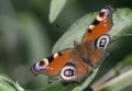 Schmetterling Schmetterling