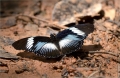 Kenia Schmetterling Kenia Schmetterling