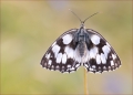 Schachbrettfalter Schachbrettfalter