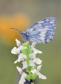 Schachbrettfalter Schachbrettfalter