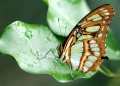 Malachitfalter_1 Malachitfalter_1